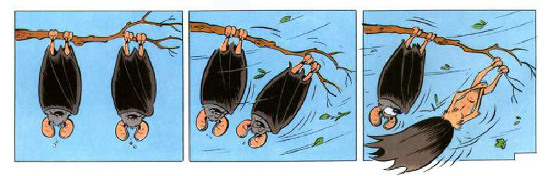 Chauvesouris-humourenvrac