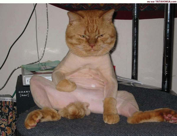 Chatte_rase-humourenvrac