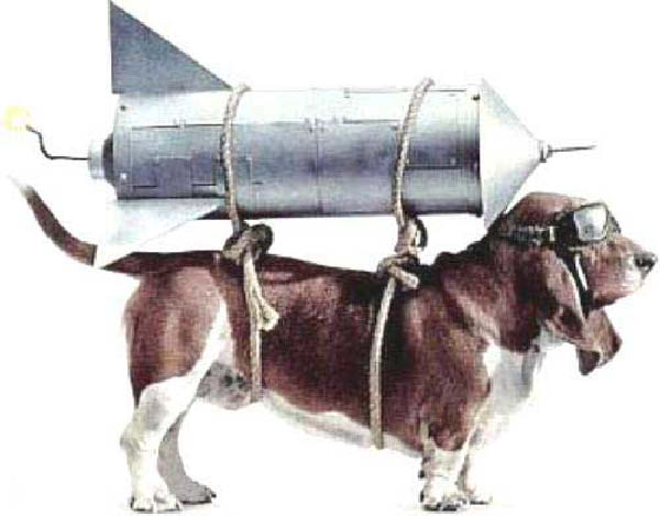 Chien-a-reaction-humourenvrac