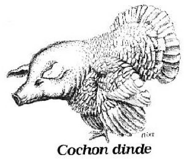 Cochon-dinde-humourenvrac