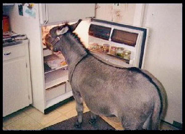 Eselsnack-humourenvrac