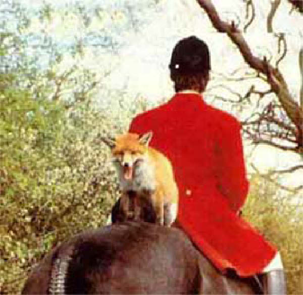 Fuchsjagd-humourenvrac