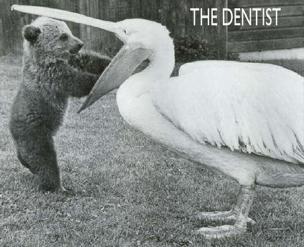 Greive-PelicanAndCub-humourenvrac