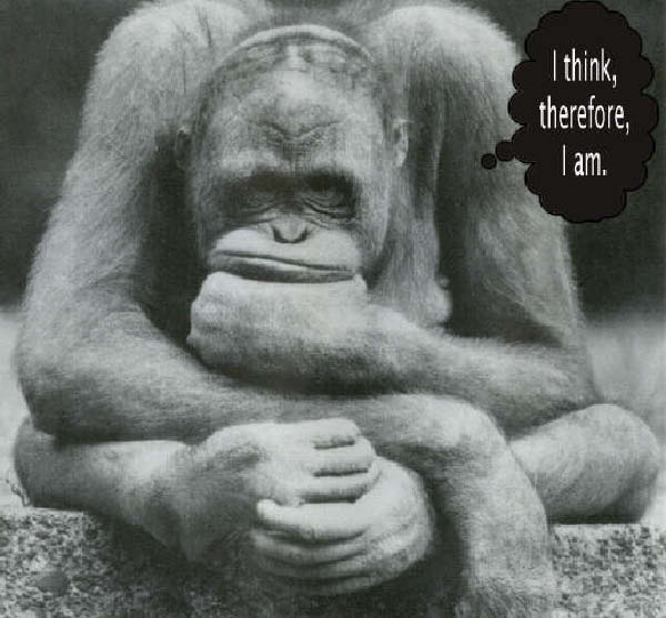 Greive-ThinkingMinkey-humourenvrac