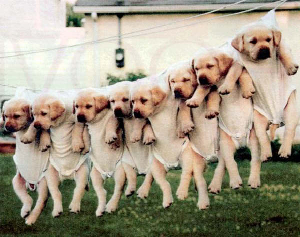 Hundeleine-humourenvrac