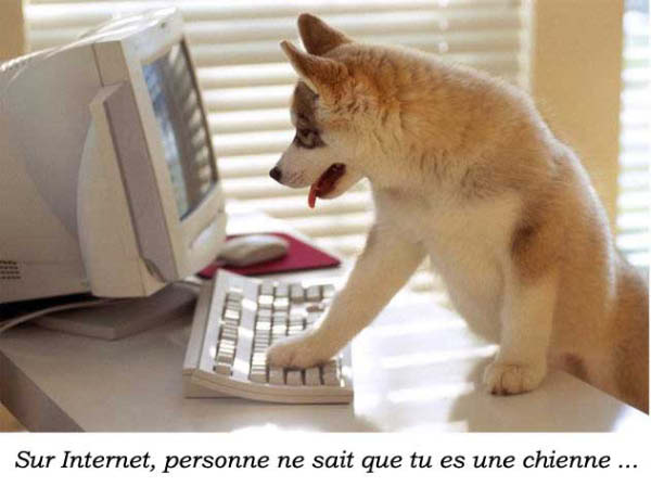 Internet_chienne-humourenvrac