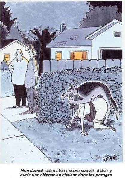 MyDamnDog-humourenvrac