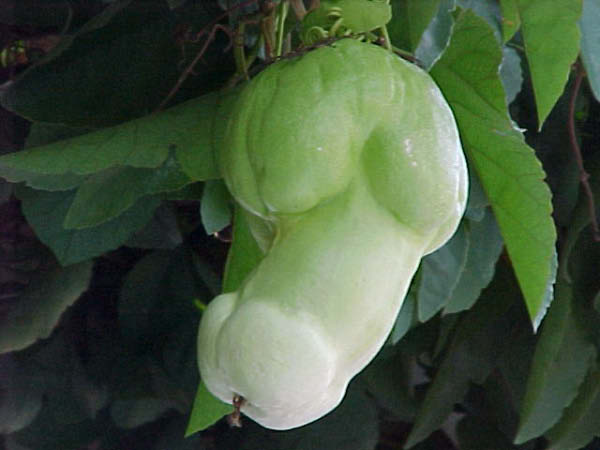 Naturel-humourenvrac