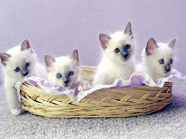 birmankitts-humourenvrac