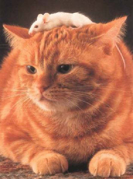 c-amitie-humourenvrac