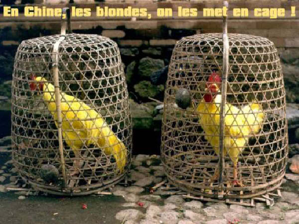 c-blondes-humourenvrac