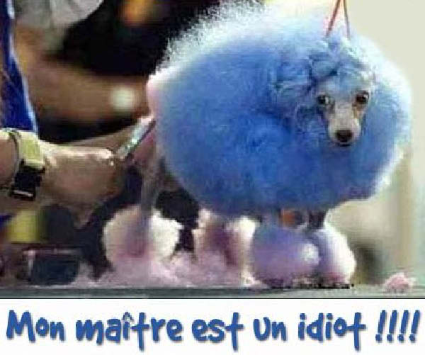 caniche-humourenvrac