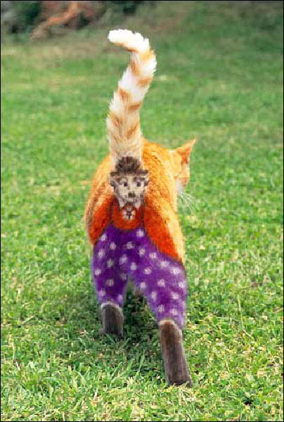 catderbyhat09-humourenvrac