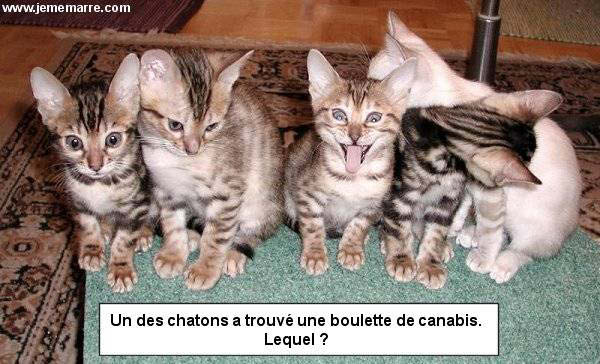 chat_boulette_shit-humourenvrac