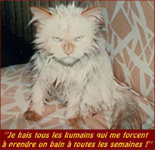 chatbain-humourenvrac