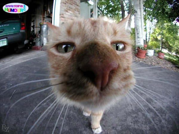 chattecopine-humourenvrac