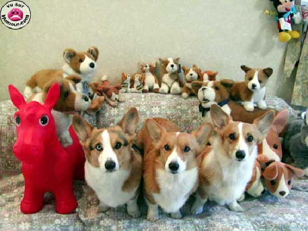 chien_peluche-humourenvrac