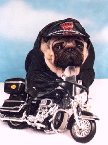 chienamoto-humourenvrac