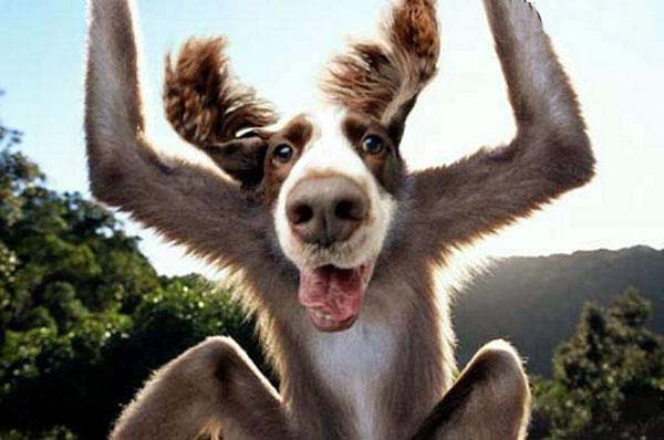 chienge-humourenvrac