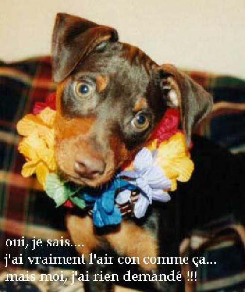 collier_fleurs-humourenvrac