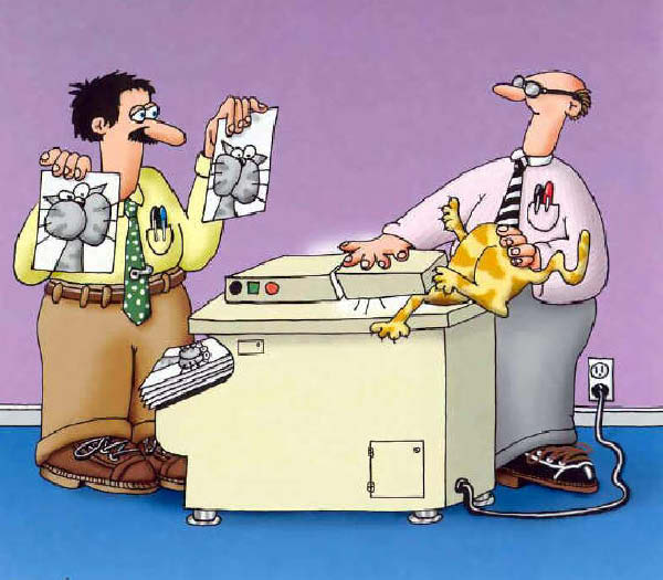 copie-chats-humourenvrac