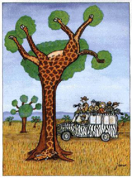 d-safari-humourenvrac