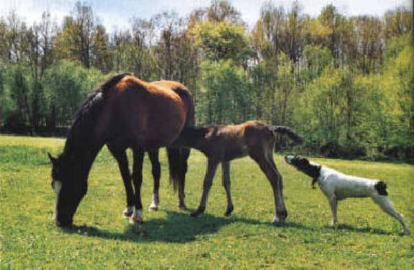 e-flair-humourenvrac