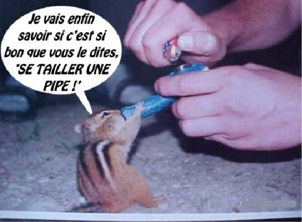 e-tamia-humourenvrac