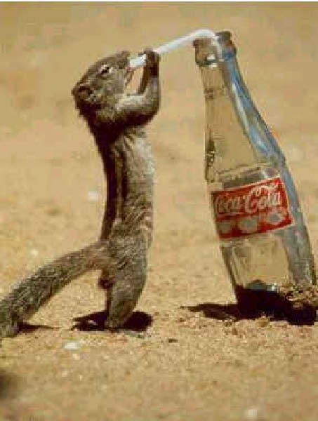 ecureuil-humourenvrac