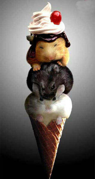 glace_souris-humourenvrac