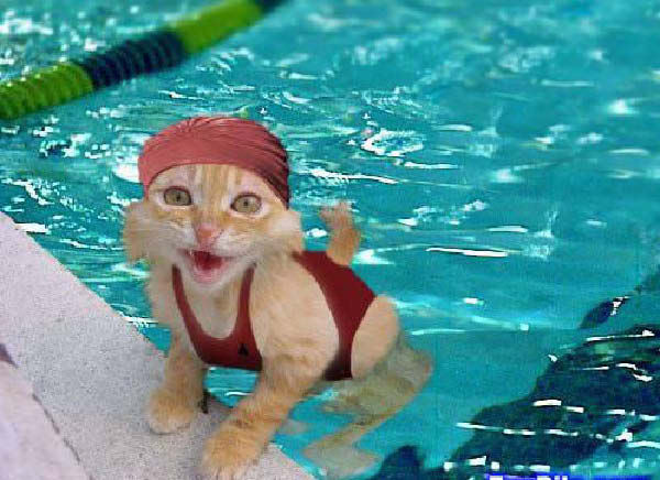 humour_animal_0893-humourenvrac