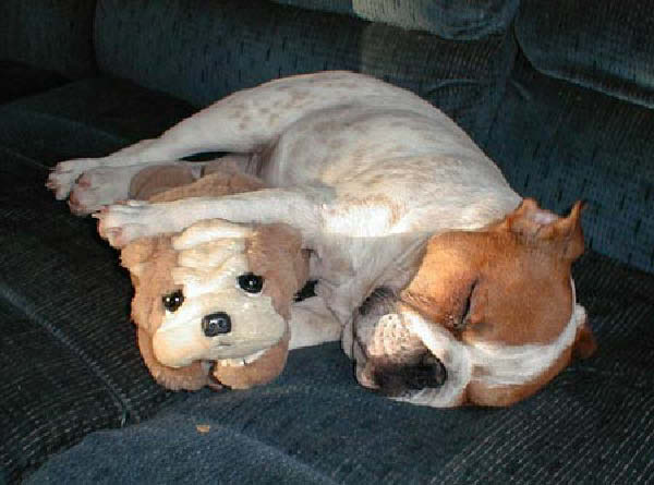 jake-pup-humourenvrac