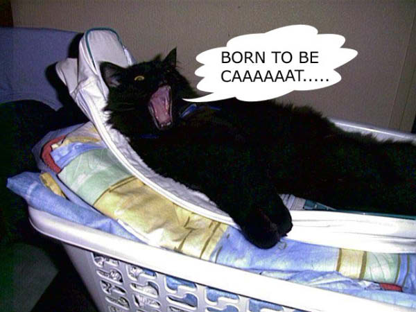 pacha_born-humourenvrac