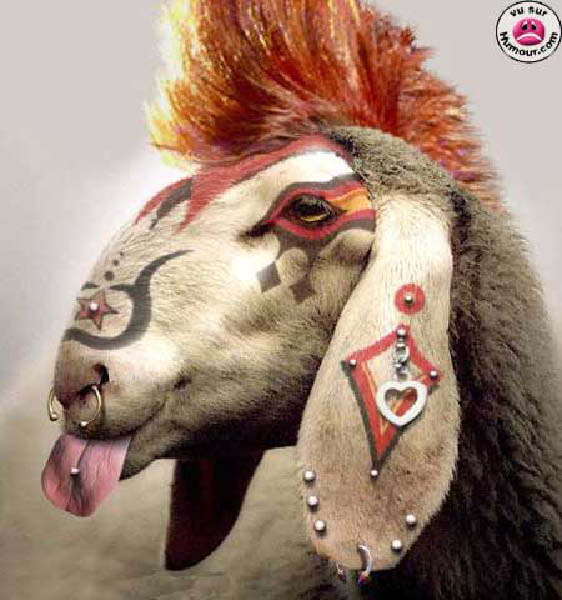 piercing_brebis-humourenvrac