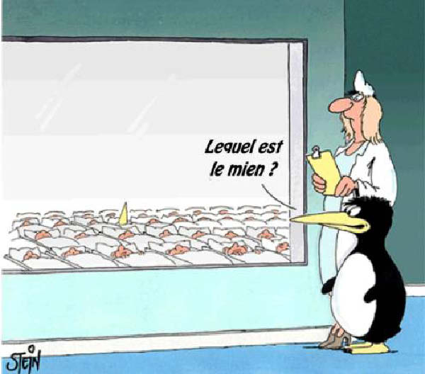 pinguin-humourenvrac