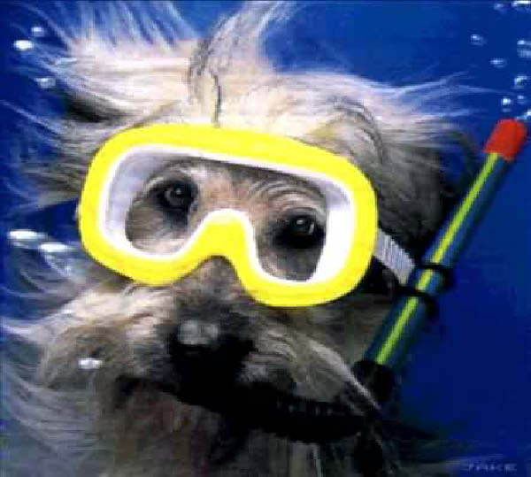 plongee-humourenvrac