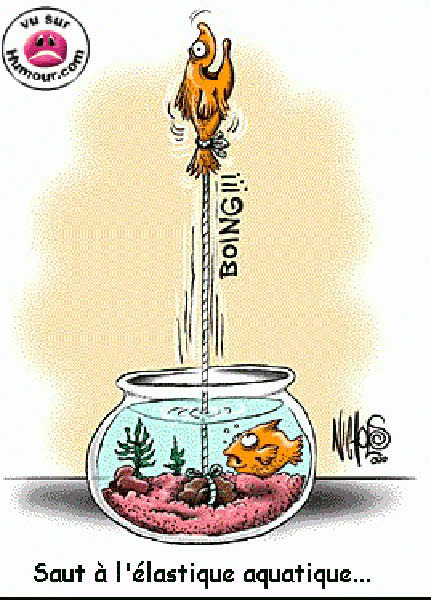 poisson_saut_elastique-humourenvrac