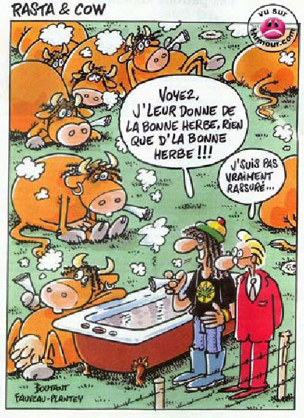 rastacow-humourenvrac