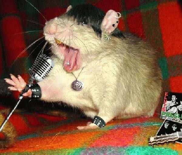 rat_rock-humourenvrac