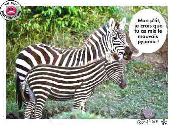 zebre-humourenvrac