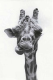 Giraffe-humourenvrac