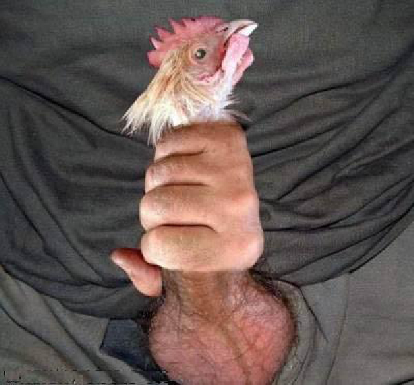 PremiersSymptomesGrippeAviaire-HeV