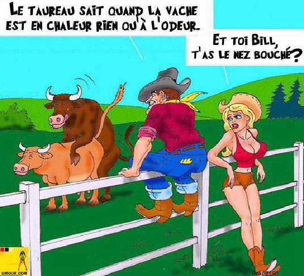 Vache en chaleur-HeV