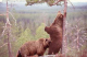 La vie des ours-HeV